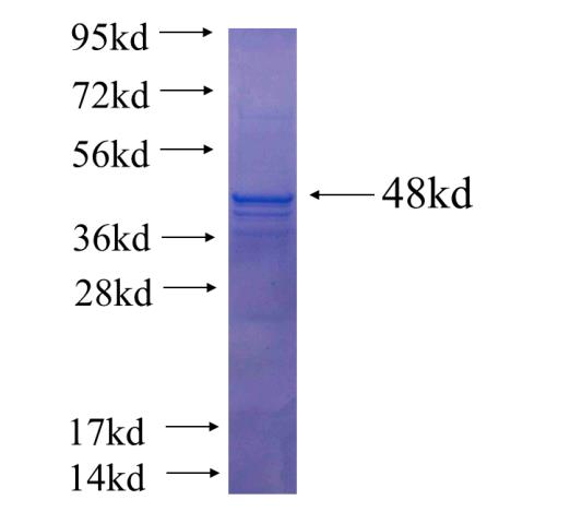 Recombinant human PPME1(Full length) SDS-PAGE