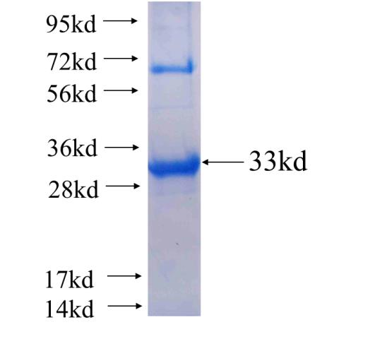 Recombinant human FMO5 SDS-PAGE