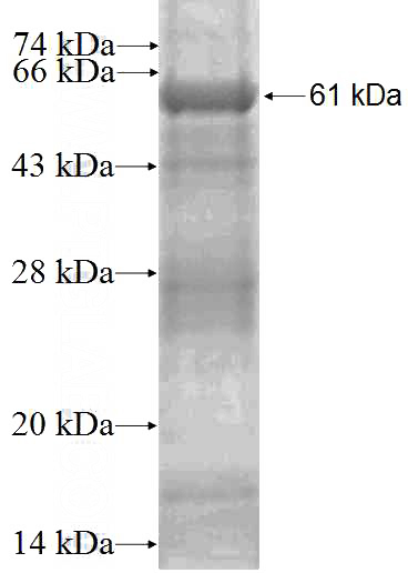 Recombinant Human PLSCR1 SDS-PAGE