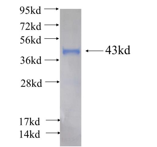 Recombinant human PPIL5 SDS-PAGE