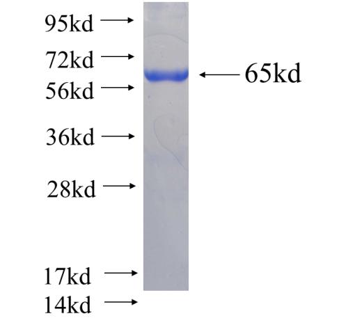 Recombinant human DNAJB11(Full length) SDS-PAGE