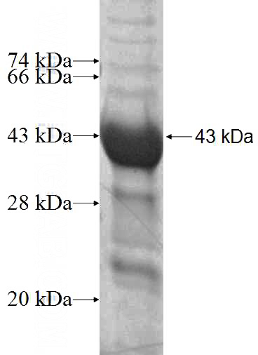 Recombinant Human FKBP6 SDS-PAGE