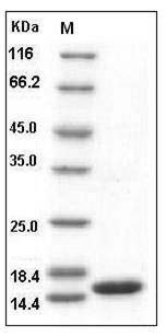Human FABP5 / E-FABP Protein SDS-PAGE