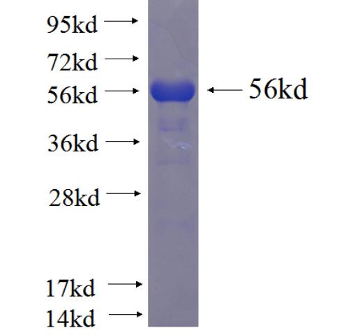 Recombinant human Tubulin-Alpha SDS-PAGE