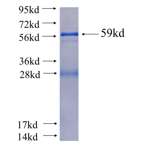 Recombinant human CYP3A5 SDS-PAGE