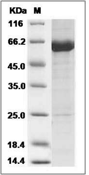 Human KEAP1 / INRF2 Protein SDS-PAGE