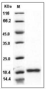 Human BLyS / TNFSF13B / BAFF Protein SDS-PAGE