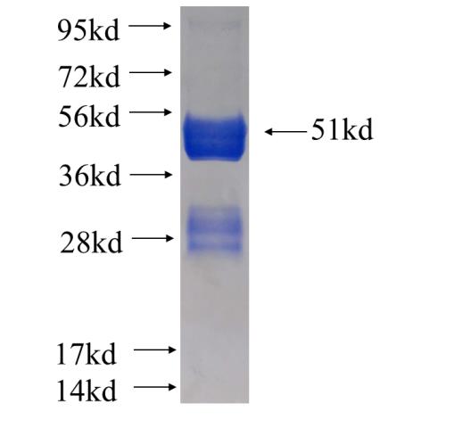 Recombinant human NudCL SDS-PAGE