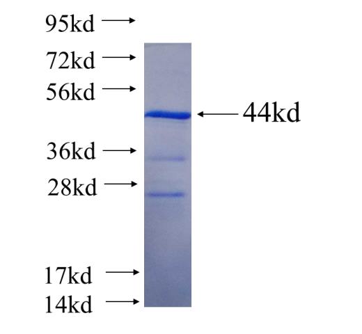 Recombinant human CHMP7 SDS-PAGE