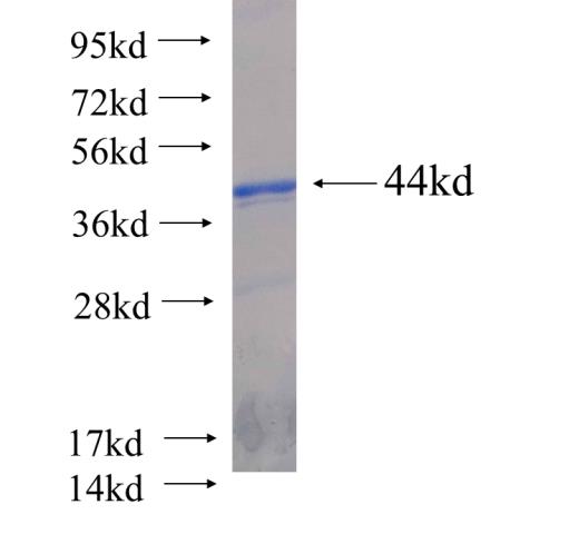 Recombinant human COL1A2 SDS-PAGE