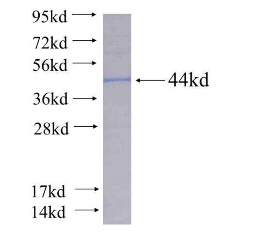 Recombinant human PDE5A SDS-PAGE