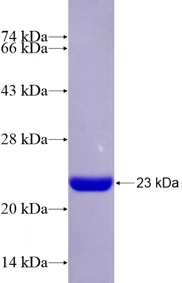 Recombinant Mouse Stx12 SDS-PAGE