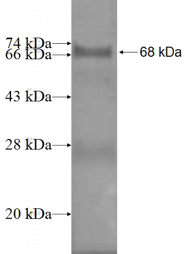 Recombinant Human PTGES2 SDS-PAGE