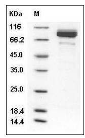 Mouse Coagulation Factor II / FII / F2 Protein (His Tag) SDS-PAGE