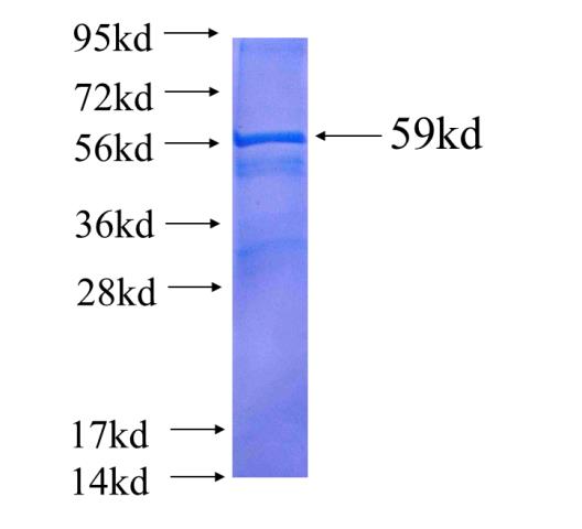 Recombinant human ATP5C1(Full length) SDS-PAGE