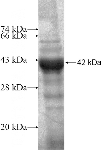Recombinant Human PPWD1 SDS-PAGE