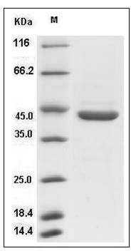 Rat Pepsinogen C / PGC Protein (His Tag) SDS-PAGE