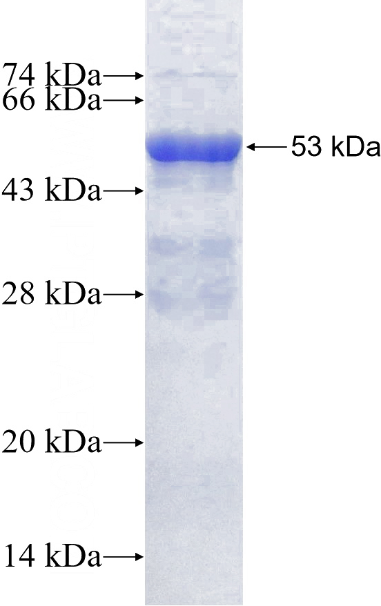 Recombinant Human EIF6 SDS-PAGE