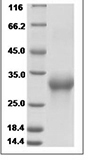 Human CD8B / P37 / LEU2 Protein 15482