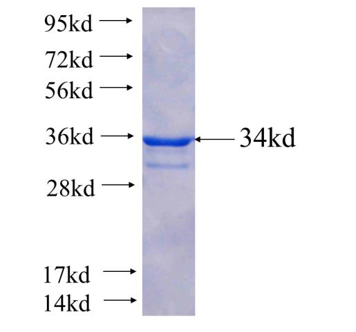 Recombinant human TRAM1 SDS-PAGE