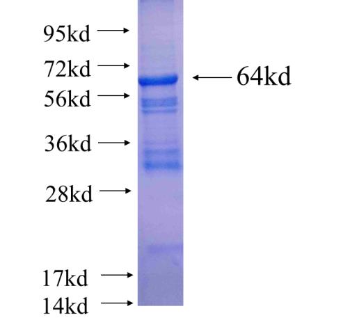 Recombinant human SYT4 SDS-PAGE