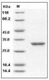 Human 14-3-3 epsilon / YWHAE Protein SDS-PAGE