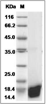 Rat Galectin-1 / LGALS1 Protein SDS-PAGE