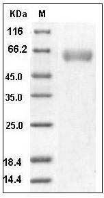 Human BACE1 / ASP2 Protein (His Tag) SDS-PAGE