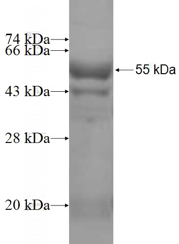 Recombinant Human PPOX SDS-PAGE