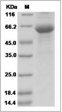 Human CHRNB3 Protein (Fc Tag)