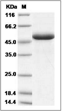 Cynomolgus BLyS / TNFSF13B / BAFF Protein (Fc Tag) SDS-PAGE