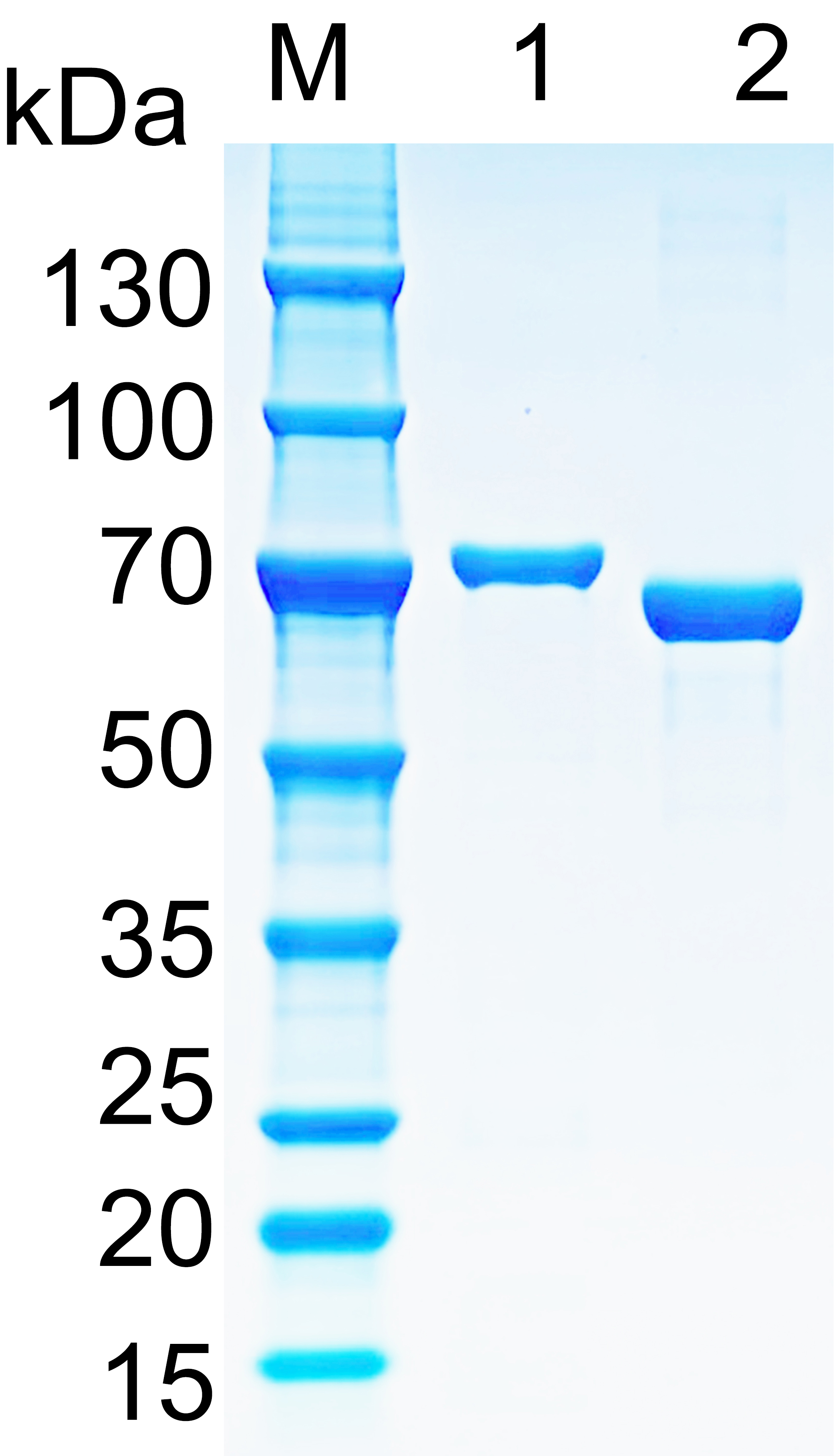 Recombinant DT3C (Diphtheria toxin & spg 3C domain) protein