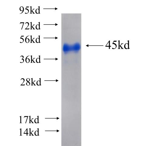 Recombinant human TRIM24 SDS-PAGE