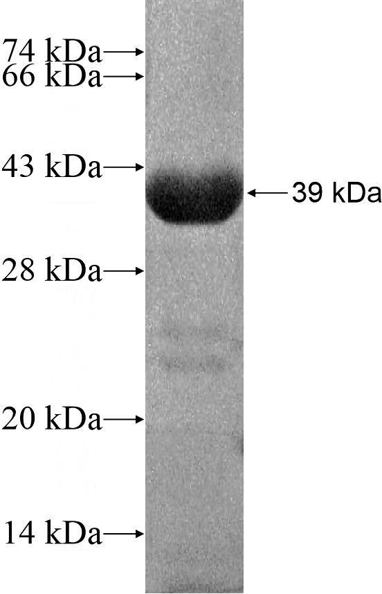 Recombinant Human SNX18 SDS-PAGE