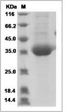 CHRNB3 protein SDS-PAGE
