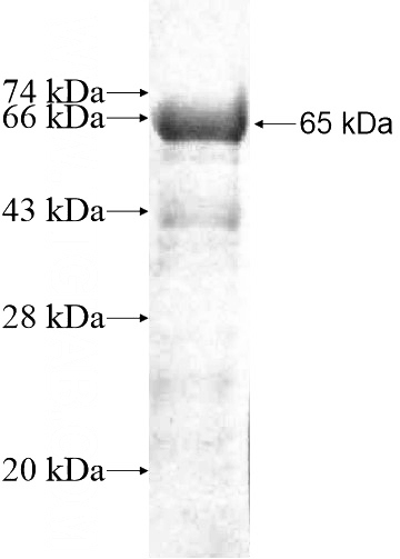 Recombinant Human LUZP1 SDS-PAGE