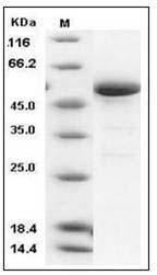 Human 14-3-3 epsilon / YWHAE Protein (GST Tag) SDS-PAGE