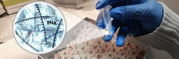 Frozen_RNA_Sample_700x233-700x233.jpg