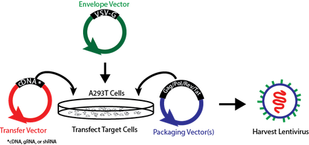 Viral Production Schematic