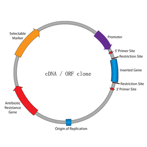 DDRGK1 Cattle  cDNA/ORF Clone