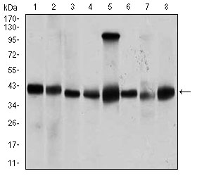 Western blot analysis using PPM1A mouse mAb against Jurkat (1), Jurkat (2), A431 (3), HeLa (4), HEK293 (5), Raji (6), MCF-7 (7), and COS7 (8) cell lysate.