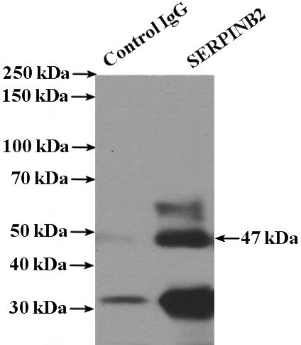 IP Result of anti-SERPINB2 (IP:Catalog No:115203, 4ug; Detection:Catalog No:115203 1:300) with Jurkat cells lysate 3600ug.