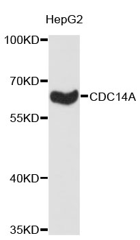 Western blot - CDC14A Polyclonal Antibody 