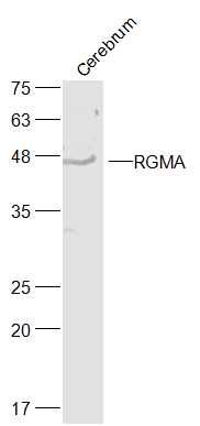 Fig1: Sample:; Cerebrum(Mouse) Cell Lysate at 40 ug; Primary: Anti-RGMA at 1/300 dilution; Secondary: IRDye800CW Goat Anti-Rabbit IgG at 1/20000 dilution; Predicted band size: 28/50 kD; Observed band size: 50 kD