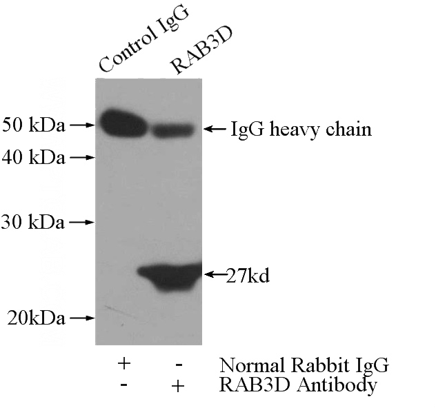 IP Result of anti-RAB3D (IP:Catalog No:114444, 3ug; Detection:Catalog No:114444 1:600) with SW 1990 cells lysate 2400ug.