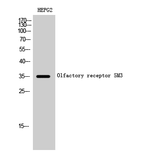 Fig1:; Western Blot analysis of HEPG2 cells using Olfactory receptor 5M3 Polyclonal Antibody diluted at 1: 1000