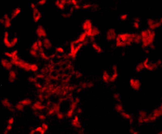 Fig3: Immunofluorescence staining of paraffin- embedded A. thaliana using anti-Rubisco activase rabbit polyclonal antibody. .