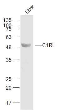 Fig1: Sample:; Liver(Mouse) Cell Lysate at 40 ug; Primary: Anti-C1RL at 1/300 dilution; Secondary: IRDye800CW Goat Anti-Rabbit IgG at 1/20000 dilution; Predicted band size: 49 kD; Observed band size: 49 kD
