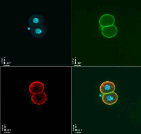 Fig1: Immunocytochemical staining of mouse two-cell embryos using anti-OOEP rabbit polyclonal antibody(red). (Green: F-actin, Blue: DAPI)