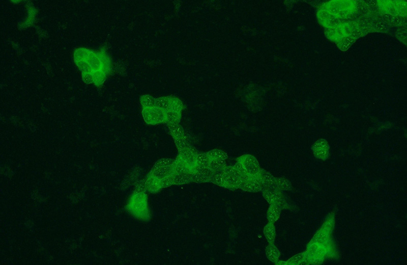 Immunofluorescent analysis of HEK-293 cells using Catalog No:110124(DUT Antibody) at dilution of 1:50 and Alexa Fluor 488-congugated AffiniPure Goat Anti-Rabbit IgG(H+L)